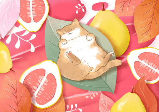貓柚子