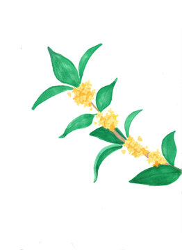 馬克筆手繪桂花枝條