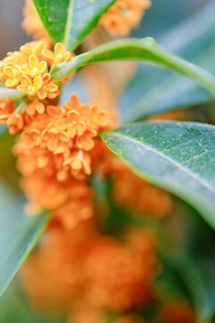 桂花盛開(kāi)