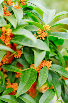 盛開(kāi)的桂花