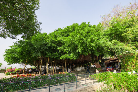 胡里山獨樹成林