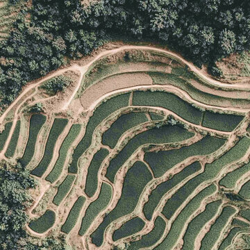 梯田