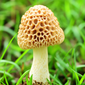 精美小蘑菇