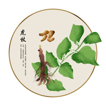 虎杖