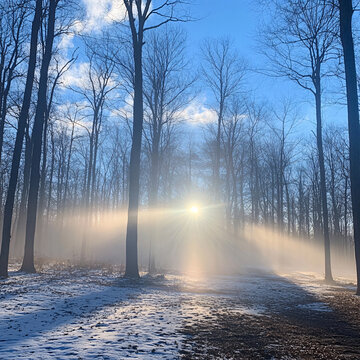 雪地林間晨光
