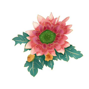 花卉菊花