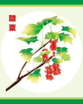 手繪紅色醋栗果包裝插畫