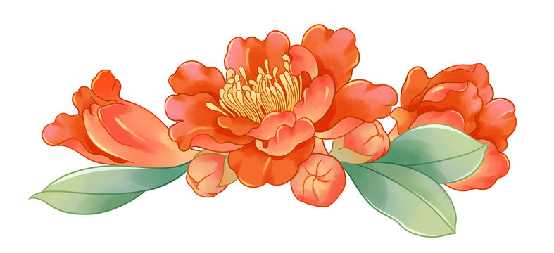 手繪石榴花插畫素材