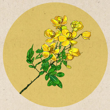決明子