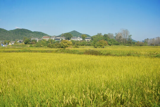 鄉村稻田