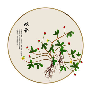 手繪中草藥蛇含