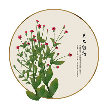 手繪中草藥王不留行