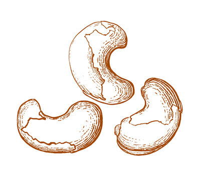 版畫風(fēng)原創(chuàng)手繪腰果線稿