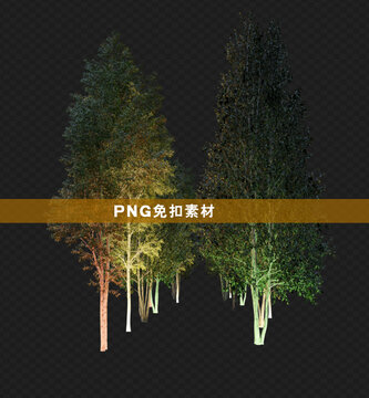 白樺樹林