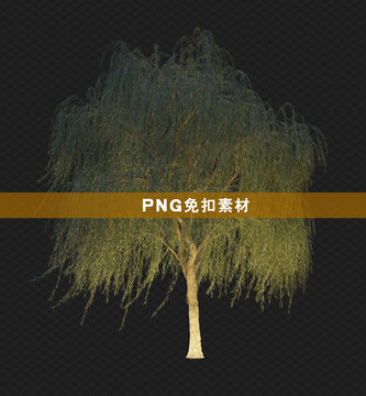 投光燈打亮的柳樹