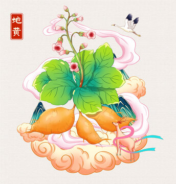 地黃草藥插畫手繪
