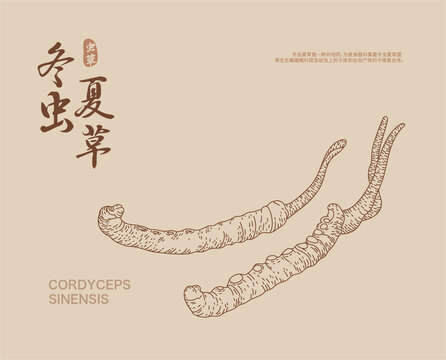 冬蟲夏草