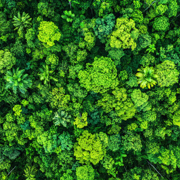 森林植被