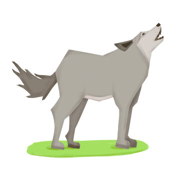 狼