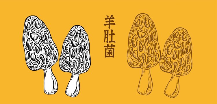 羊肚菌