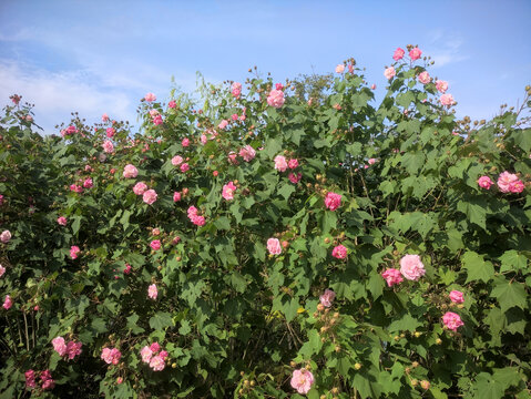 木芙蓉