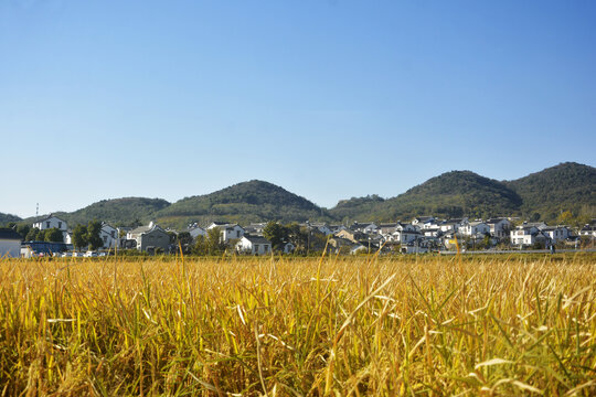 鄉村稻田
