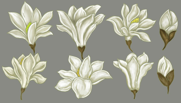 玉蘭花素材