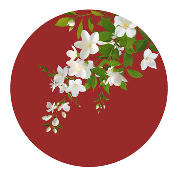 高清茉莉花