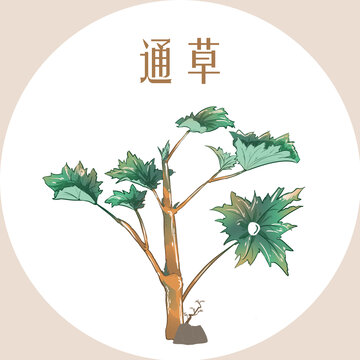 通草