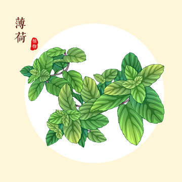 薄荷