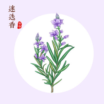 迷迭香