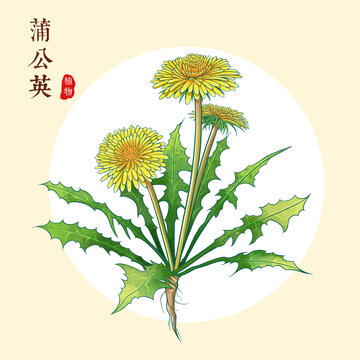 蒲公英
