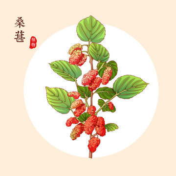 桑葚樹