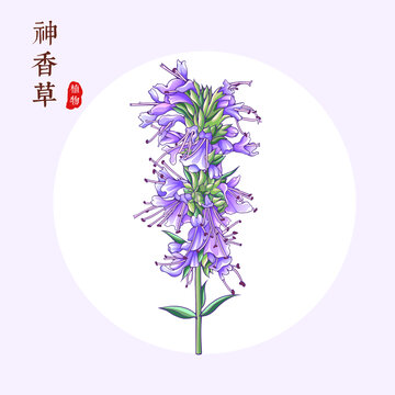神香草