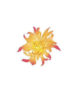 國(guó)潮菊花