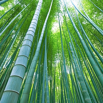 高清竹林背景