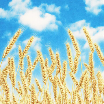 天空與小麥