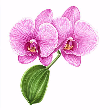 蘭花免摳
