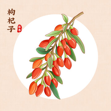枸杞