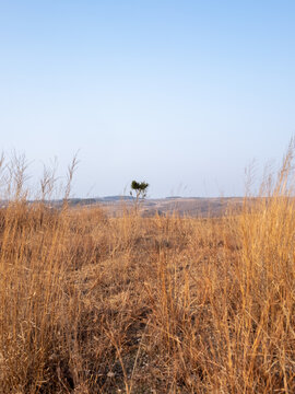 荒野上的松樹