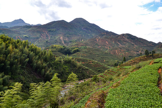 感德鎮槐植村茶山