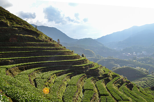 感德鎮槐植村茶山