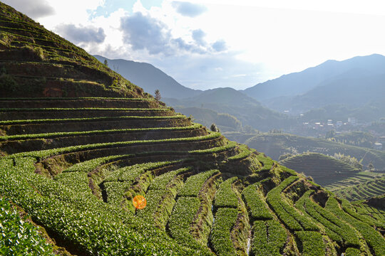 感德鎮槐植村茶山