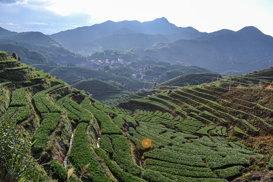 感德鎮槐植村茶山