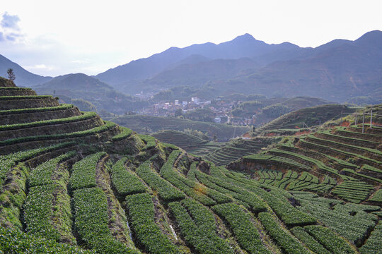 感德鎮槐植村茶山