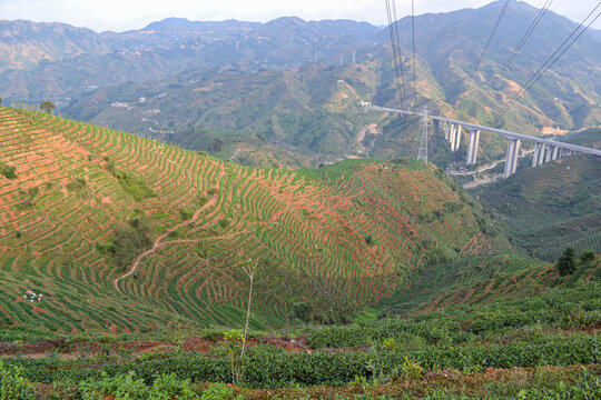感德鎮槐植村茶山