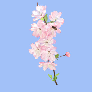 櫻花