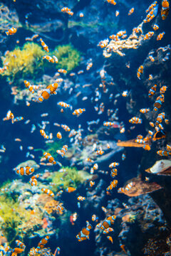 熱帶魚