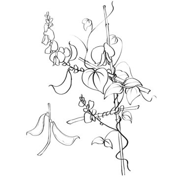 扁豆線稿手繪中藥材水彩插畫