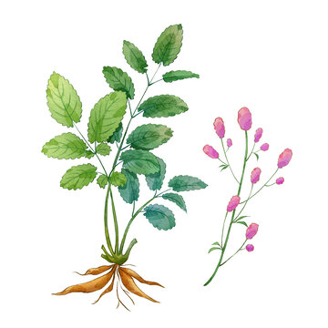 地榆手繪中藥材水彩插畫
